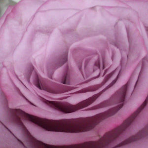 Meet your Posher, Linzy